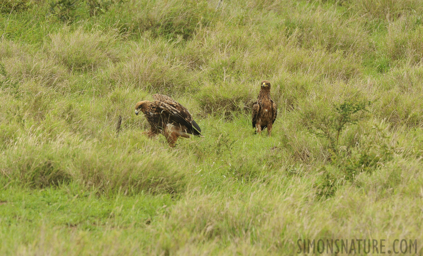 Aquila nipalensis [550 mm, 1/1000 Sek. bei f / 11, ISO 1600]